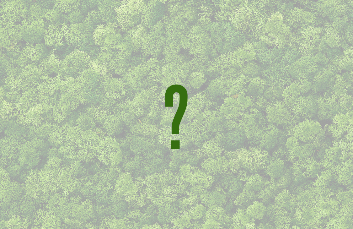 Пока не определились